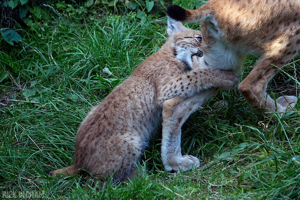 Eurasian Lynx