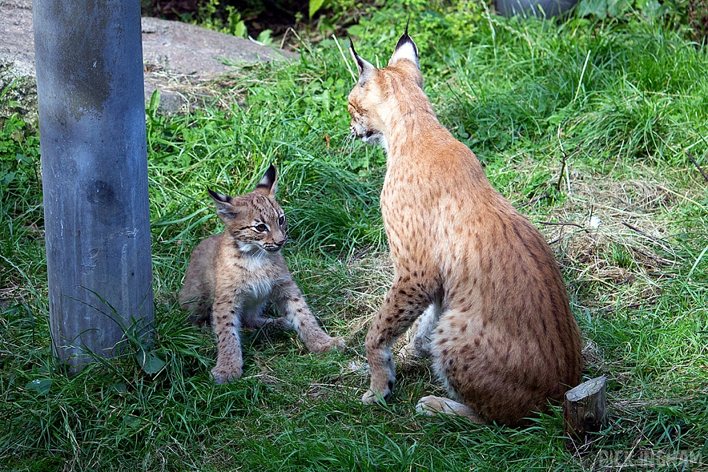 Eurasian Lynx