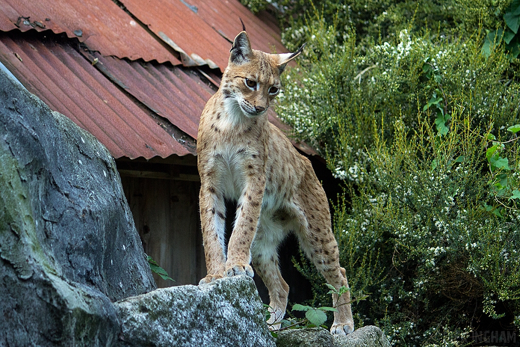 Eurasian Lynx