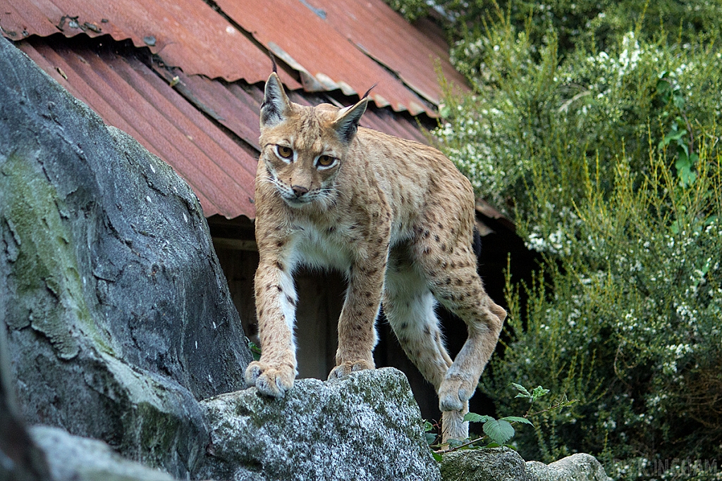 Eurasian Lynx