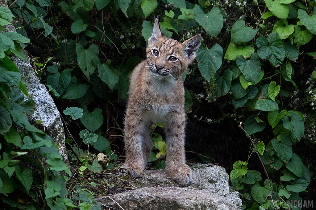 Eurasian Lynx