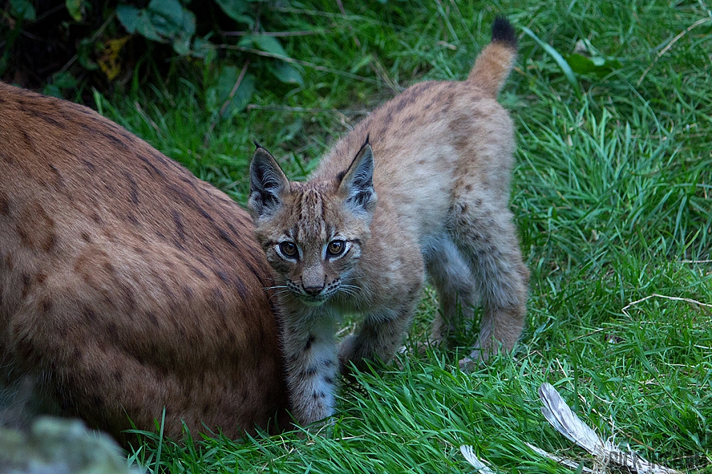 Eurasian Lynx