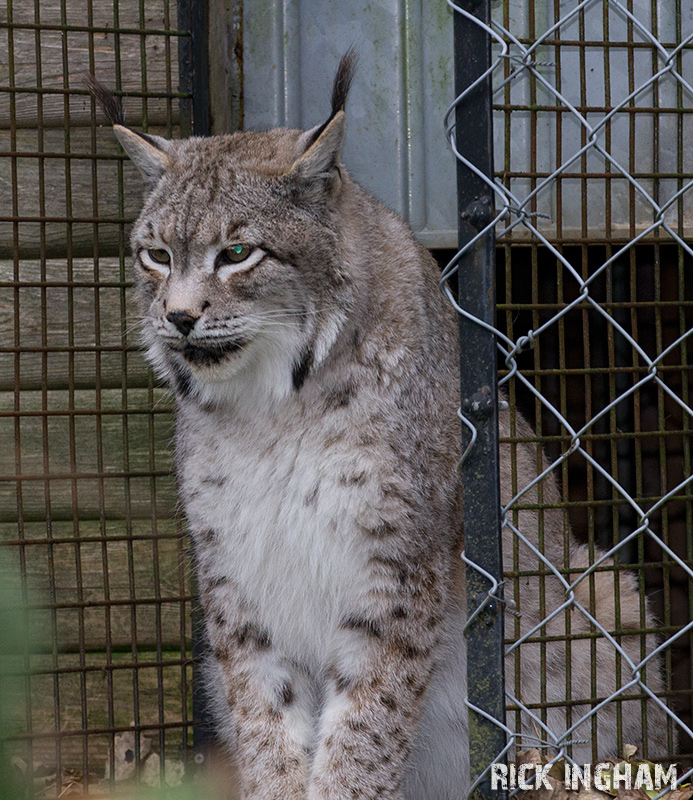 Siberian Lynx