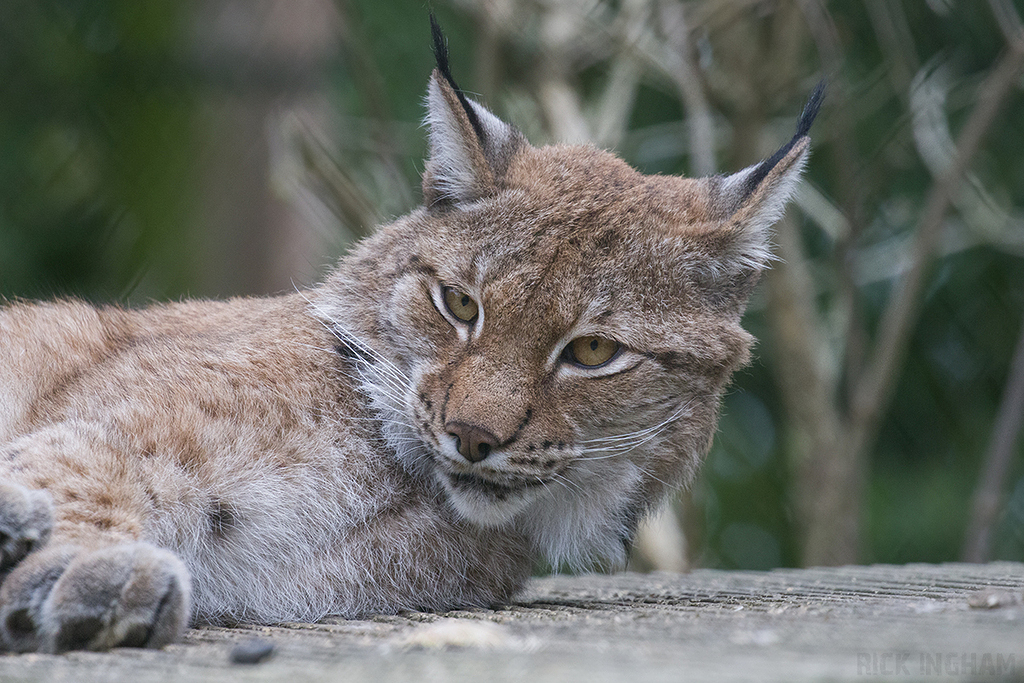Northern lynx