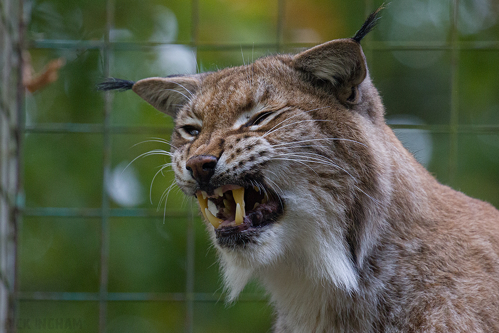 Eurasian Lynx