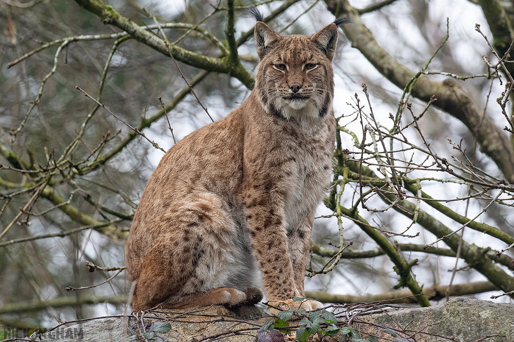 Carpathian Lynx