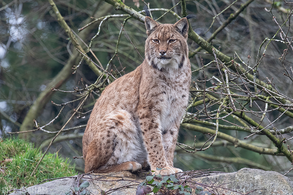 Carpathian Lynx