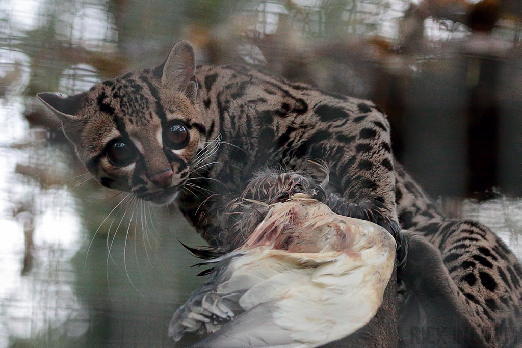 Margay