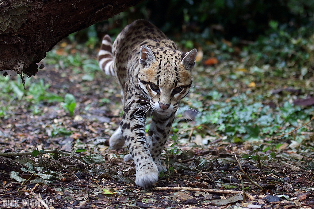 Ocelot