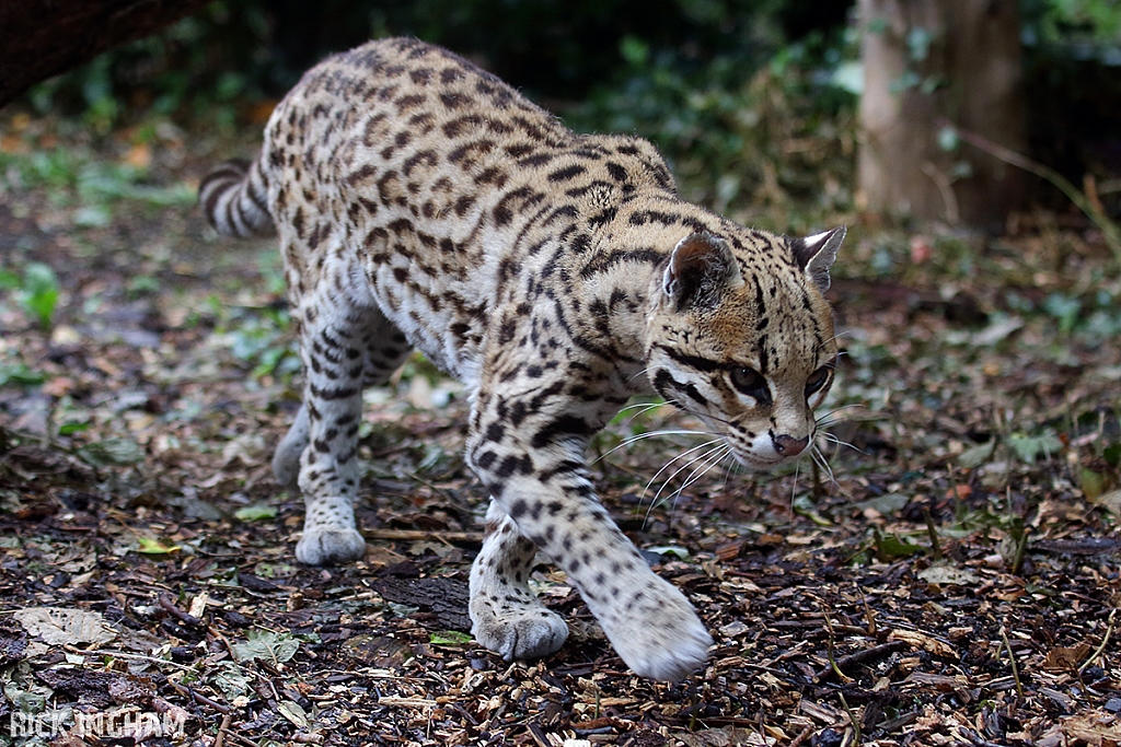 Ocelot