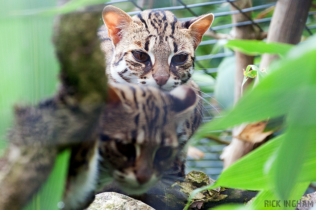 Ocelot Cub