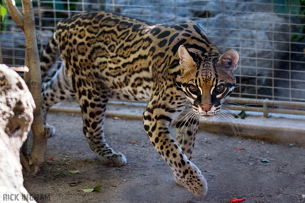 Ocelot