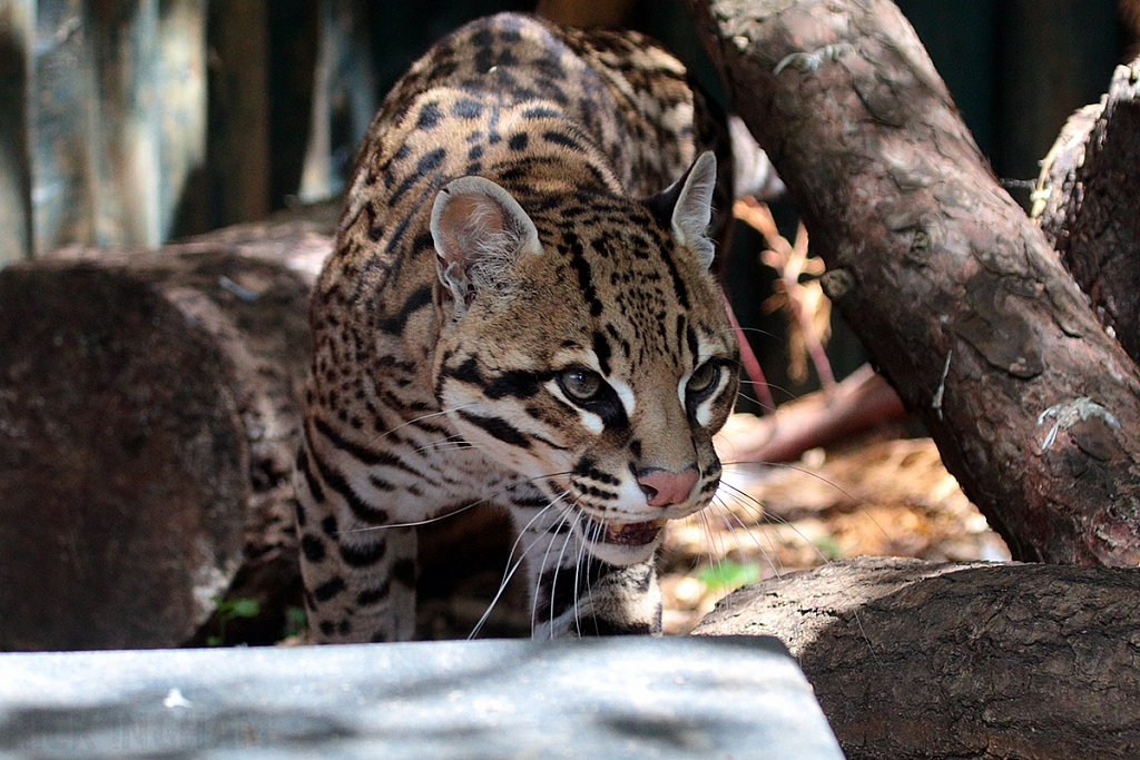 Ocelot