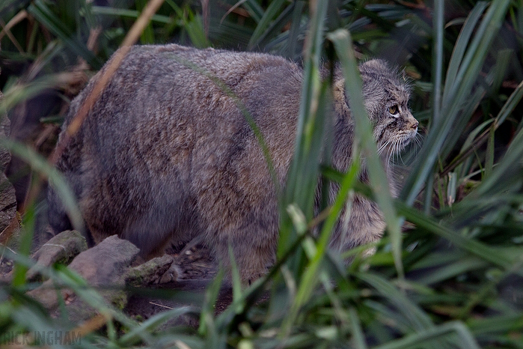 Pallas Cat