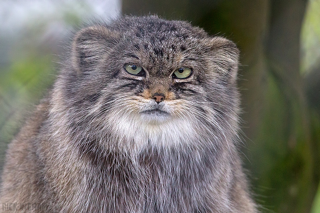 Pallas Cat