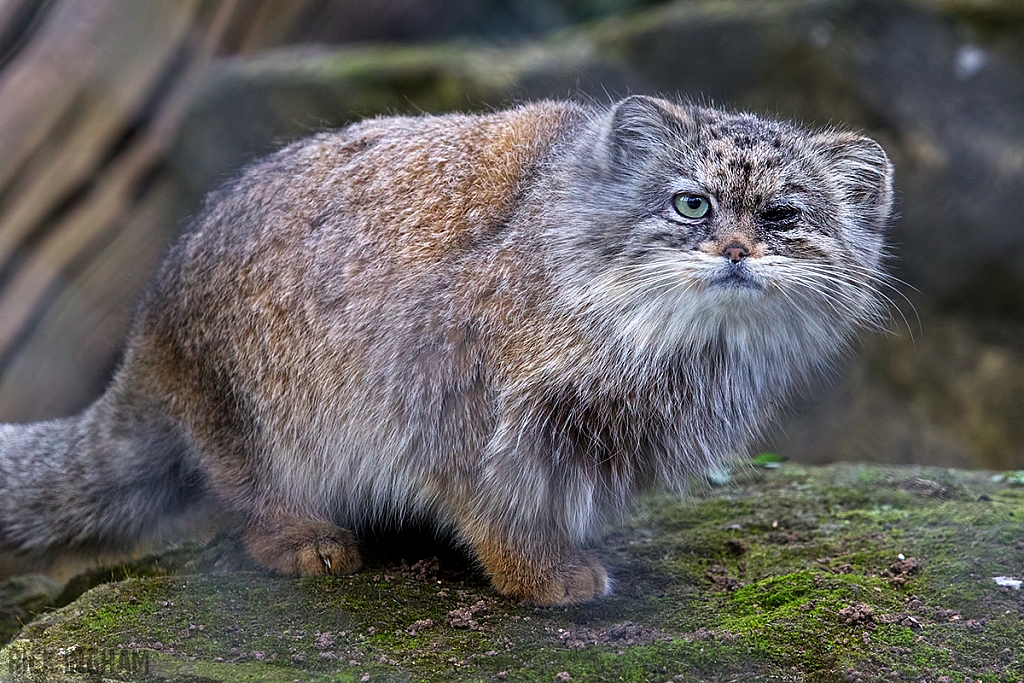 Pallas Cat