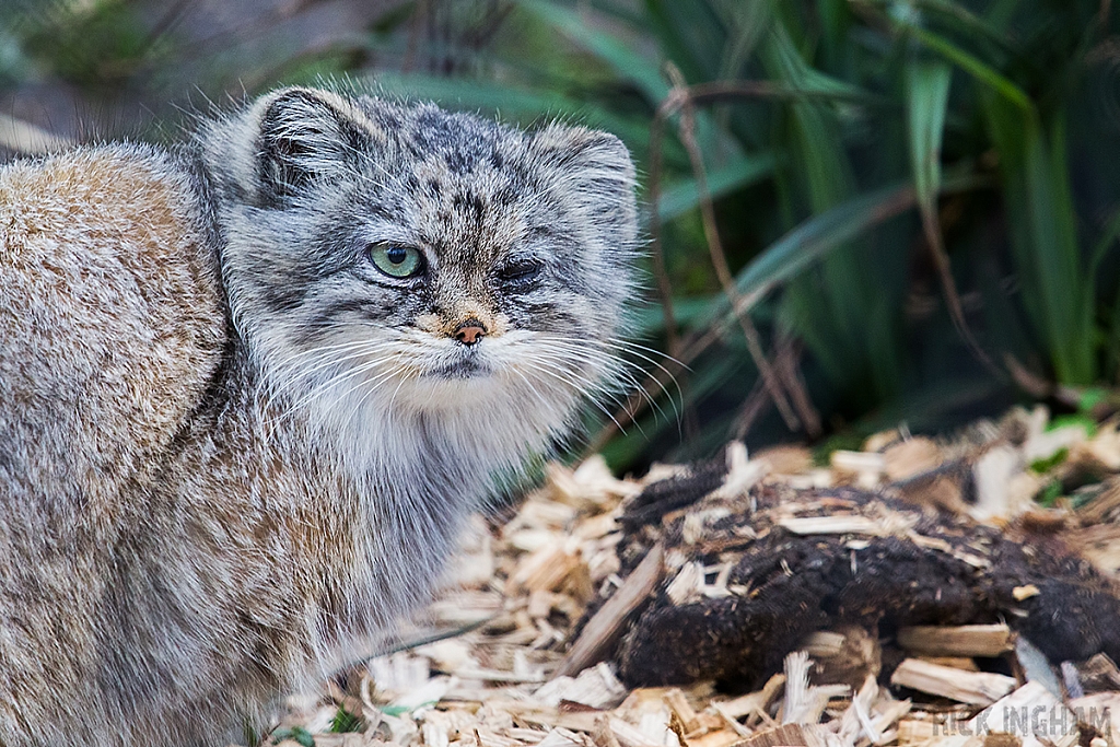 Pallas Cat