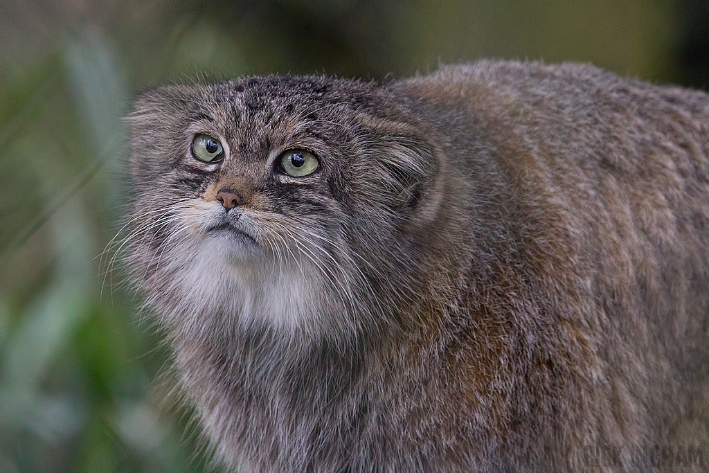 Pallas Cat