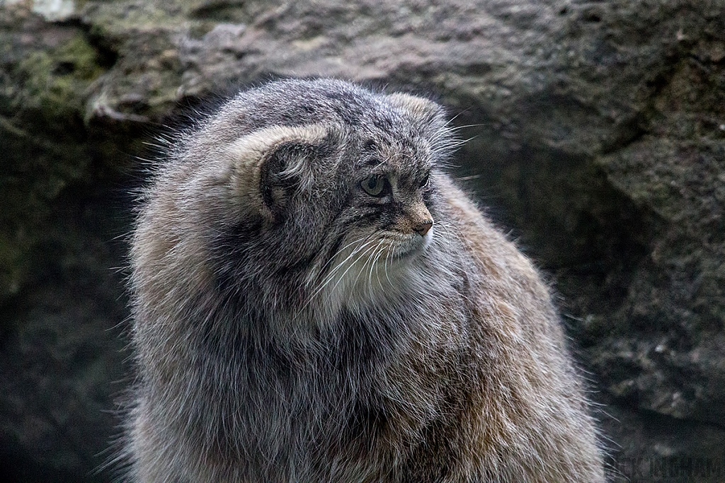 Pallas Cat