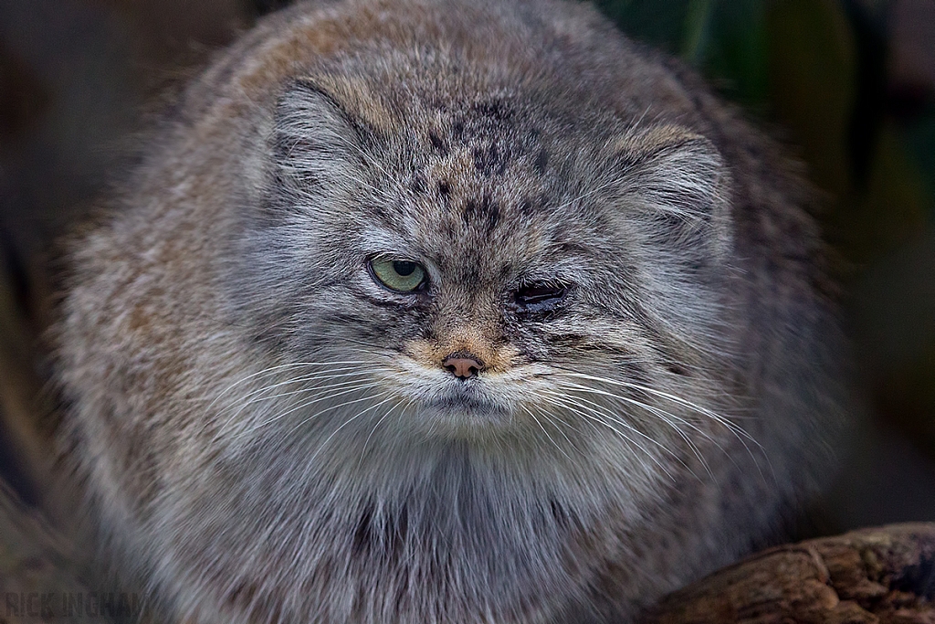 Pallas Cat