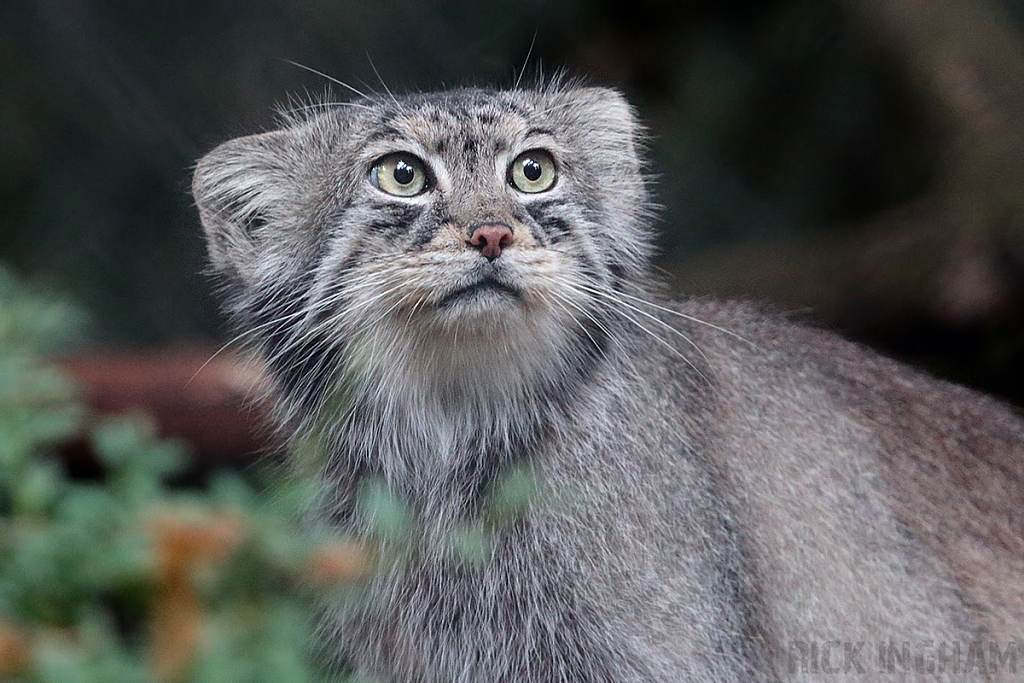 Pallas Cat