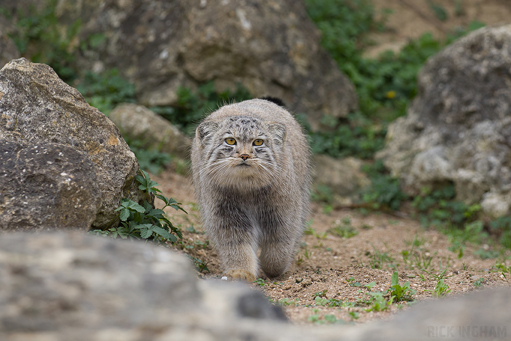 Pallas Cat