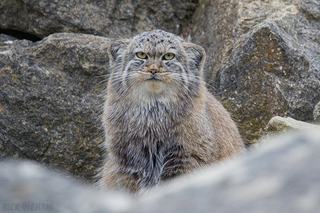 Pallas Cat