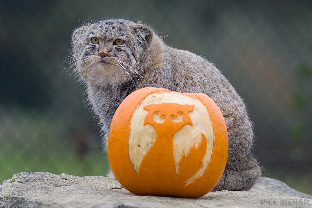 Pallas Cat