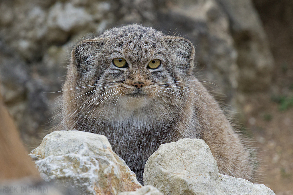 Pallas Cat