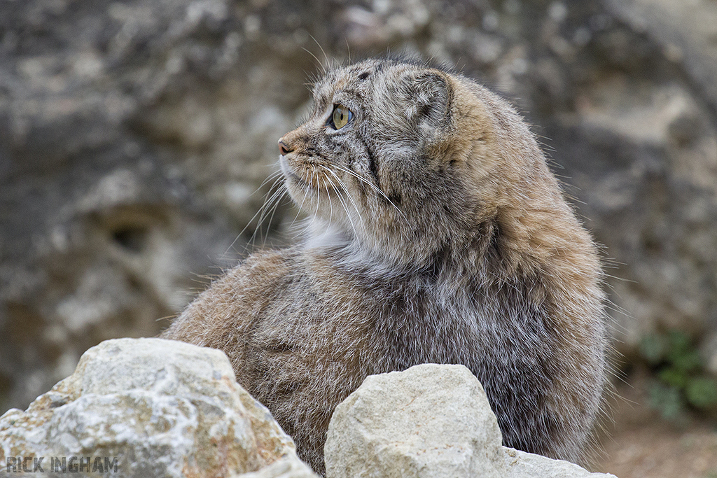 Pallas Cat