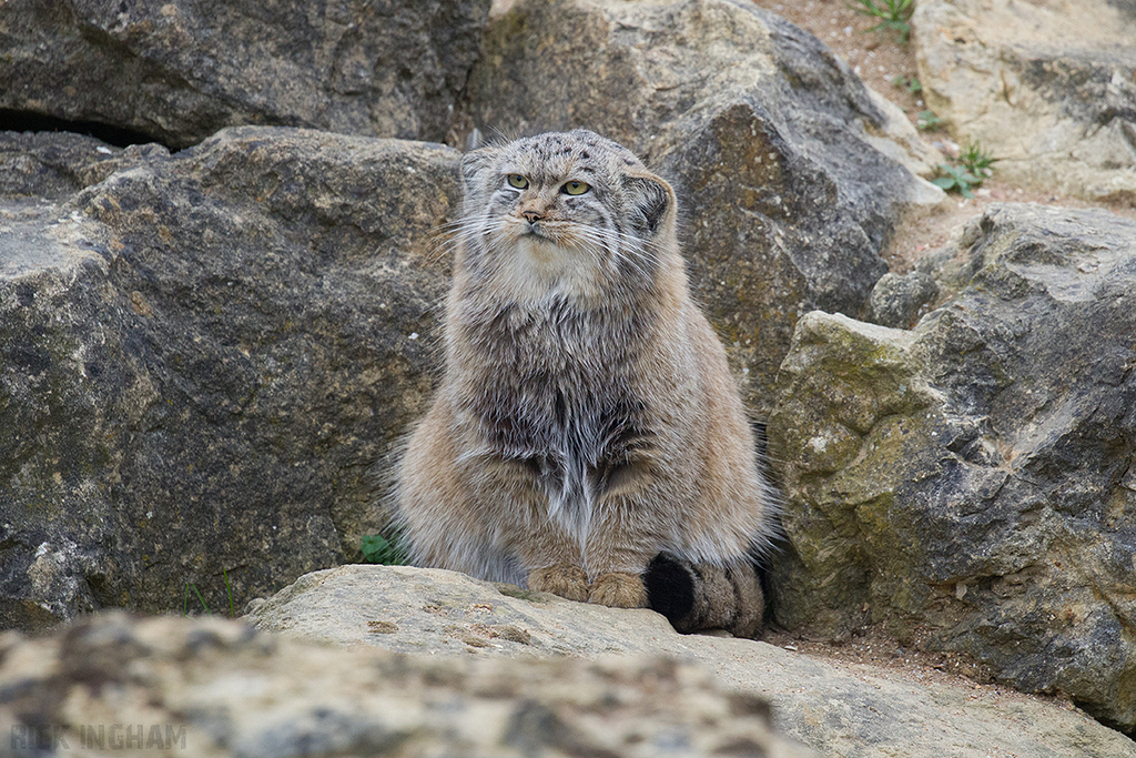Pallas Cat