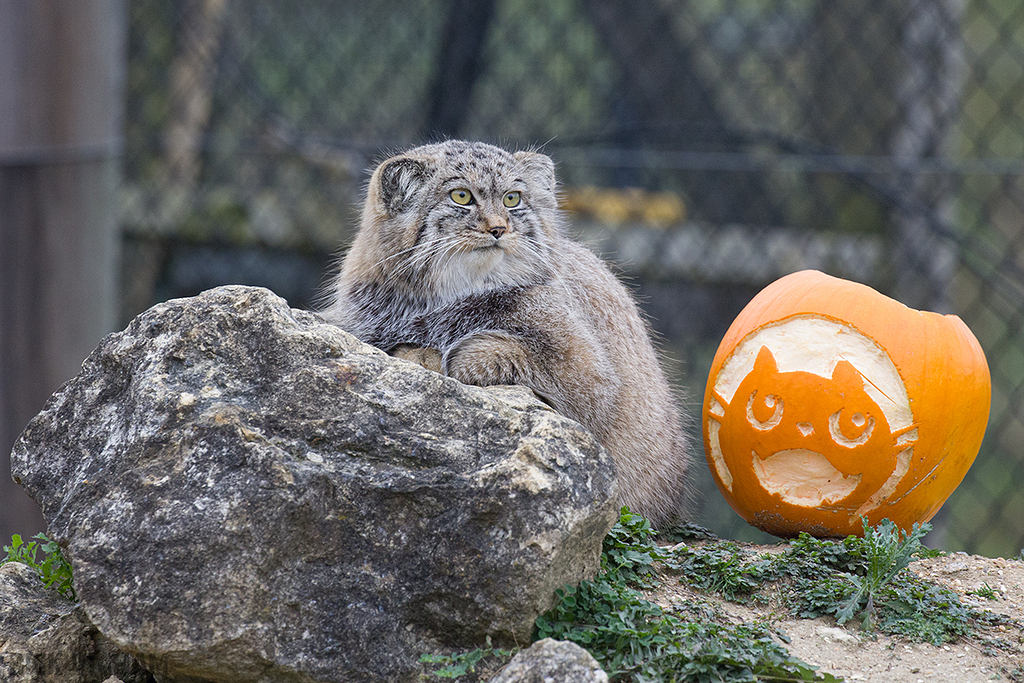 Pallas Cat