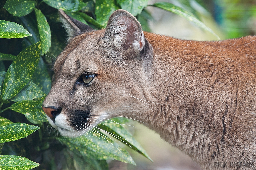 Puma