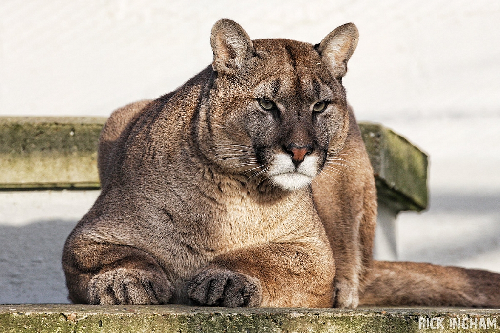 Puma