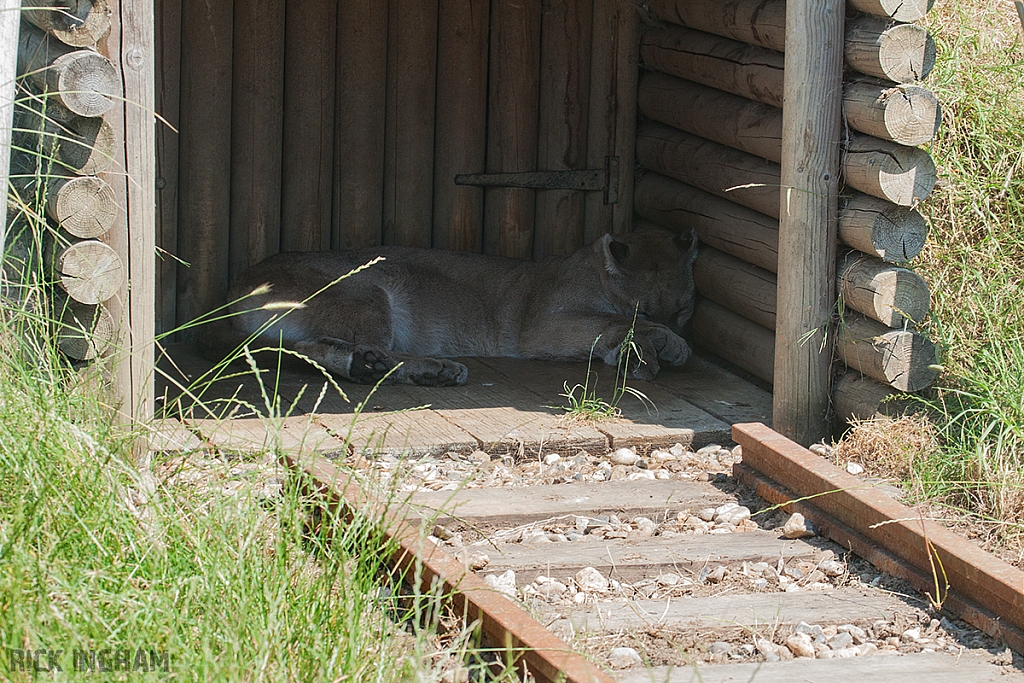 Puma