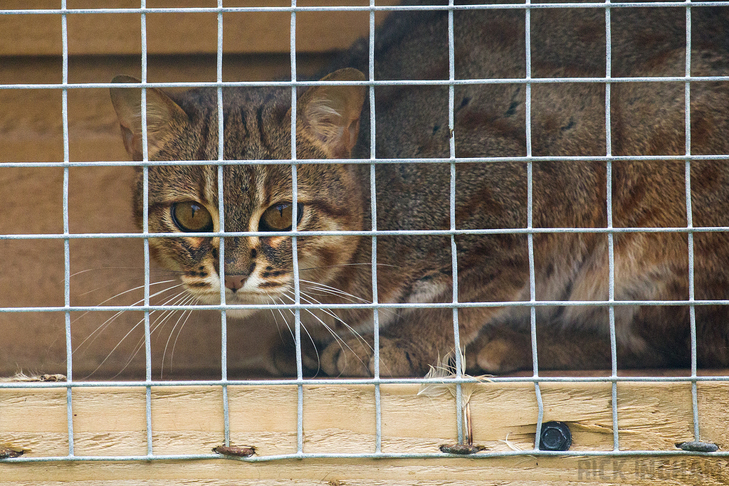 Rusty Spotted Cat