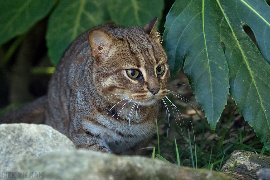 Rusty Spotted Cat