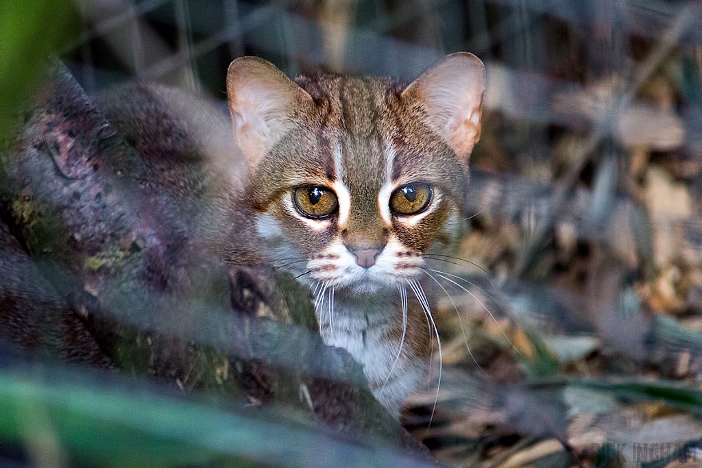 Rusty Spotted Cat