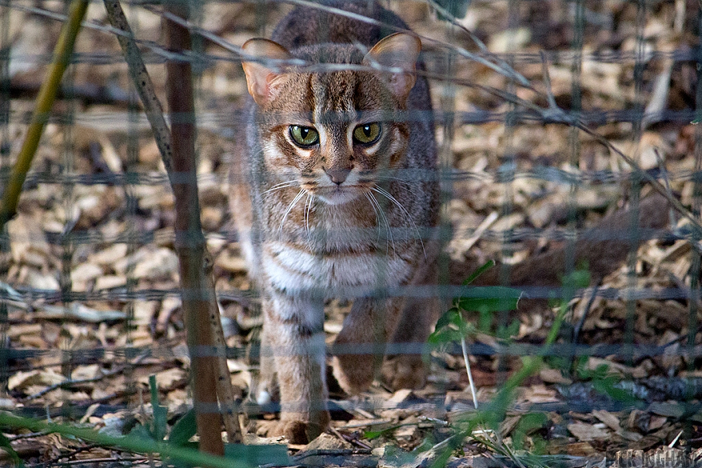 Rusty Spotted Cat