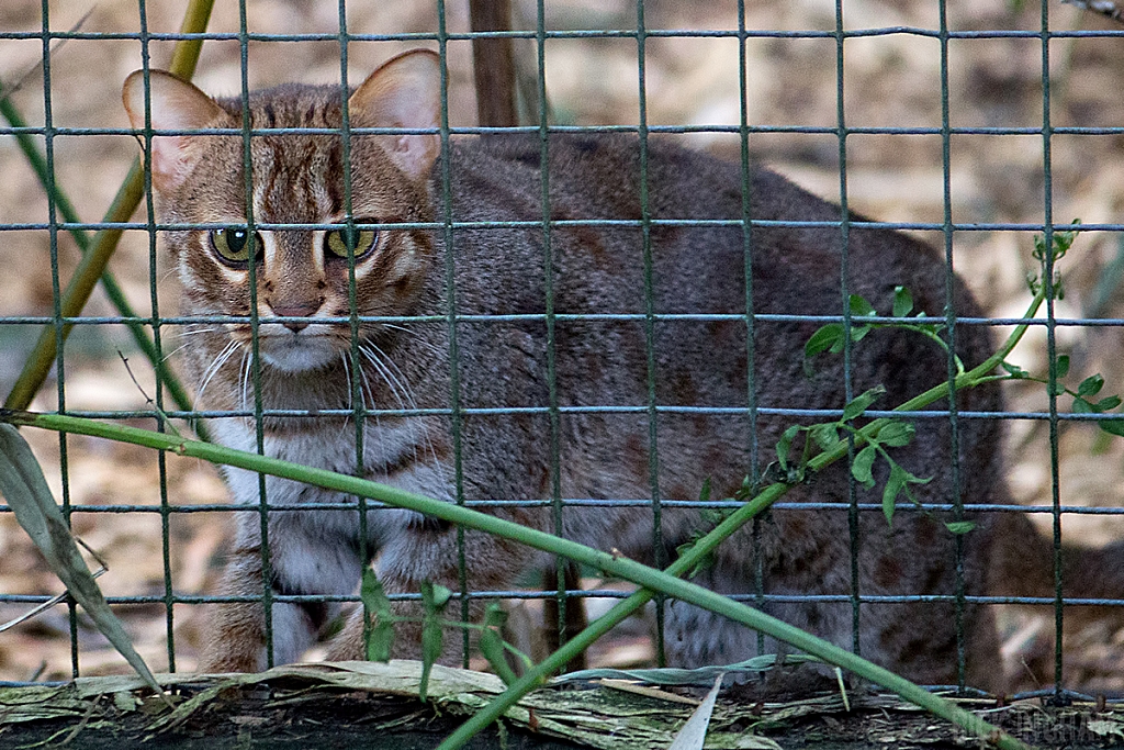 Rusty Spotted Cat