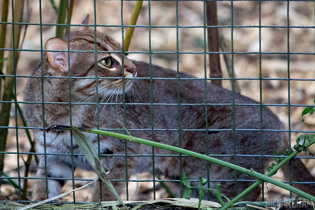 Rusty Spotted Cat