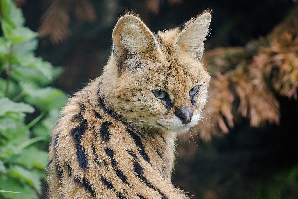 Serval