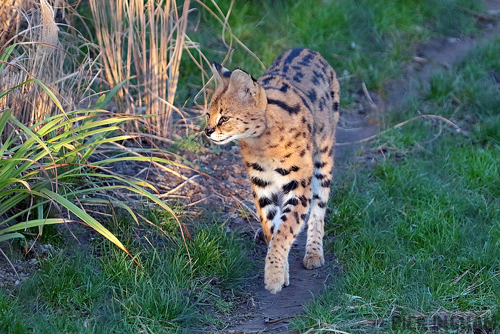 Serval