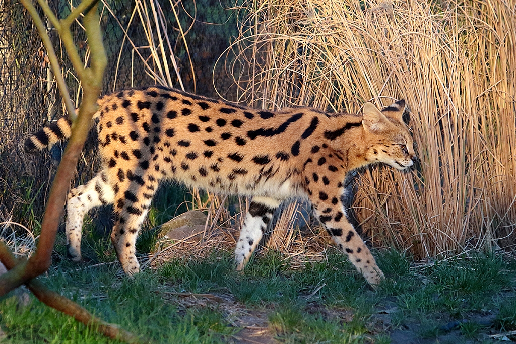 Serval