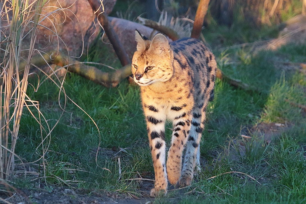 Serval