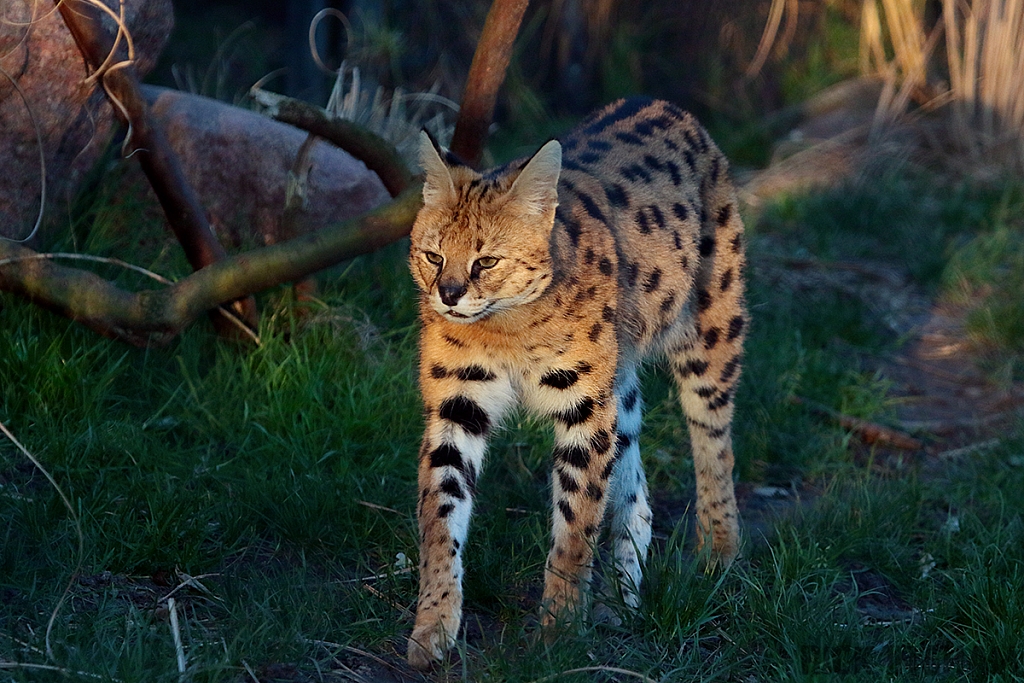 Serval