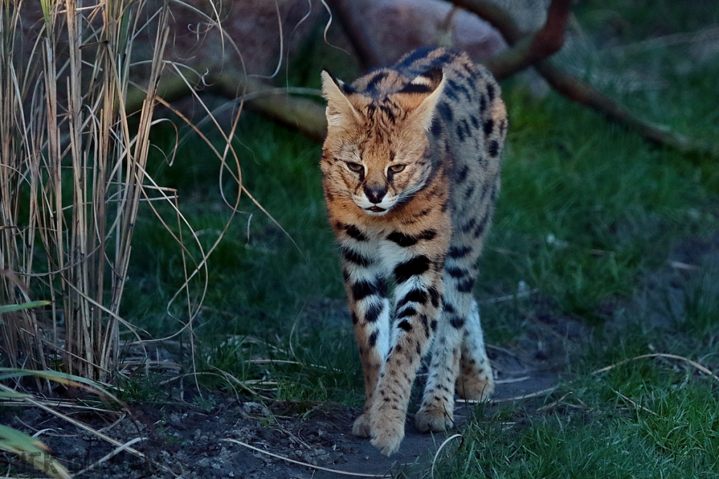 Serval