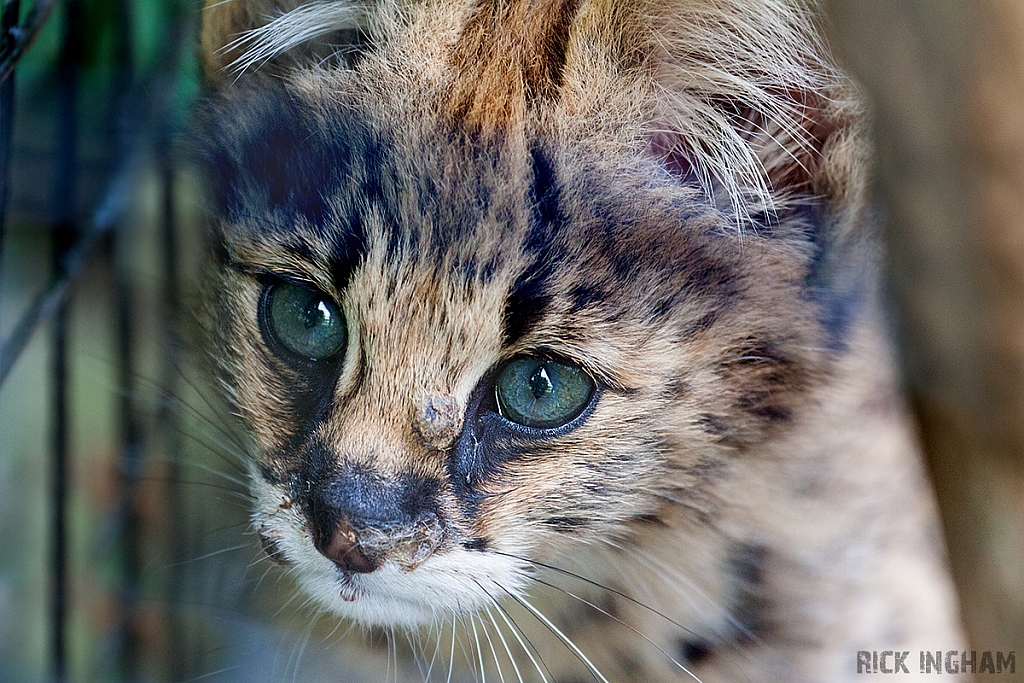 Serval Cub