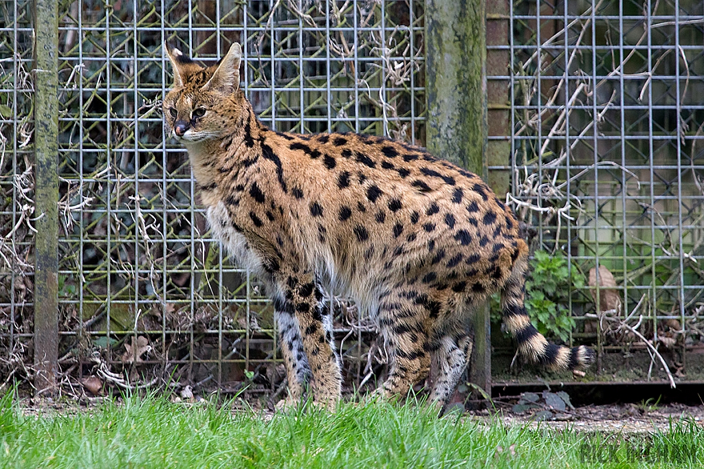 Serval