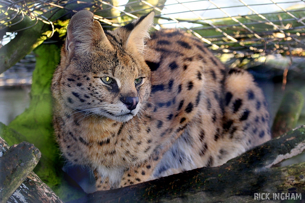 Serval